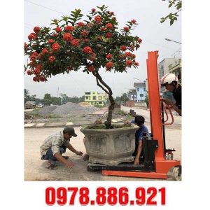 Xe nâng cây cảnh tại Hải Phòng